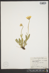 Arnica louiseana image