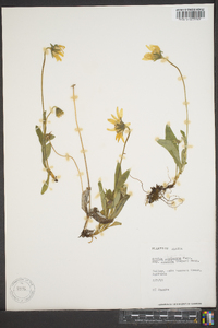 Arnica louiseana image