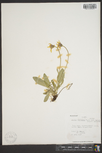 Arnica louiseana image