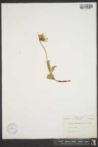 Arnica lessingii image