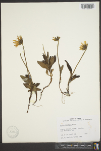 Arnica lessingii image