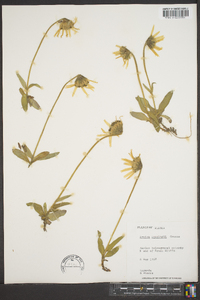 Arnica lessingii image