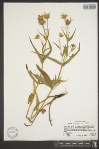 Arnica longifolia image