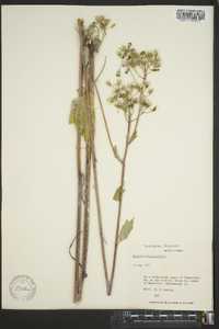 Arnoglossum atriplicifolium image