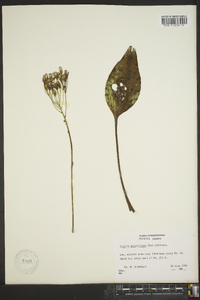 Arnoglossum plantagineum image