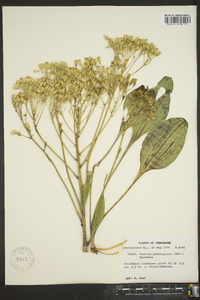 Arnoglossum plantagineum image