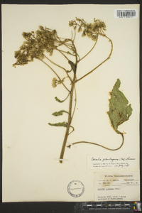 Arnoglossum plantagineum image