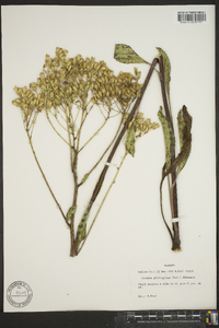 Arnoglossum plantagineum image