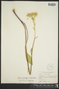 Arnoglossum plantagineum image