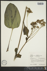 Arnoglossum plantagineum image