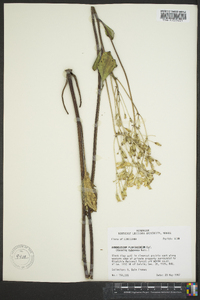 Arnoglossum plantagineum image