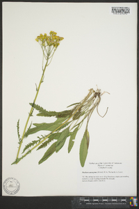 Senecio anonymus image