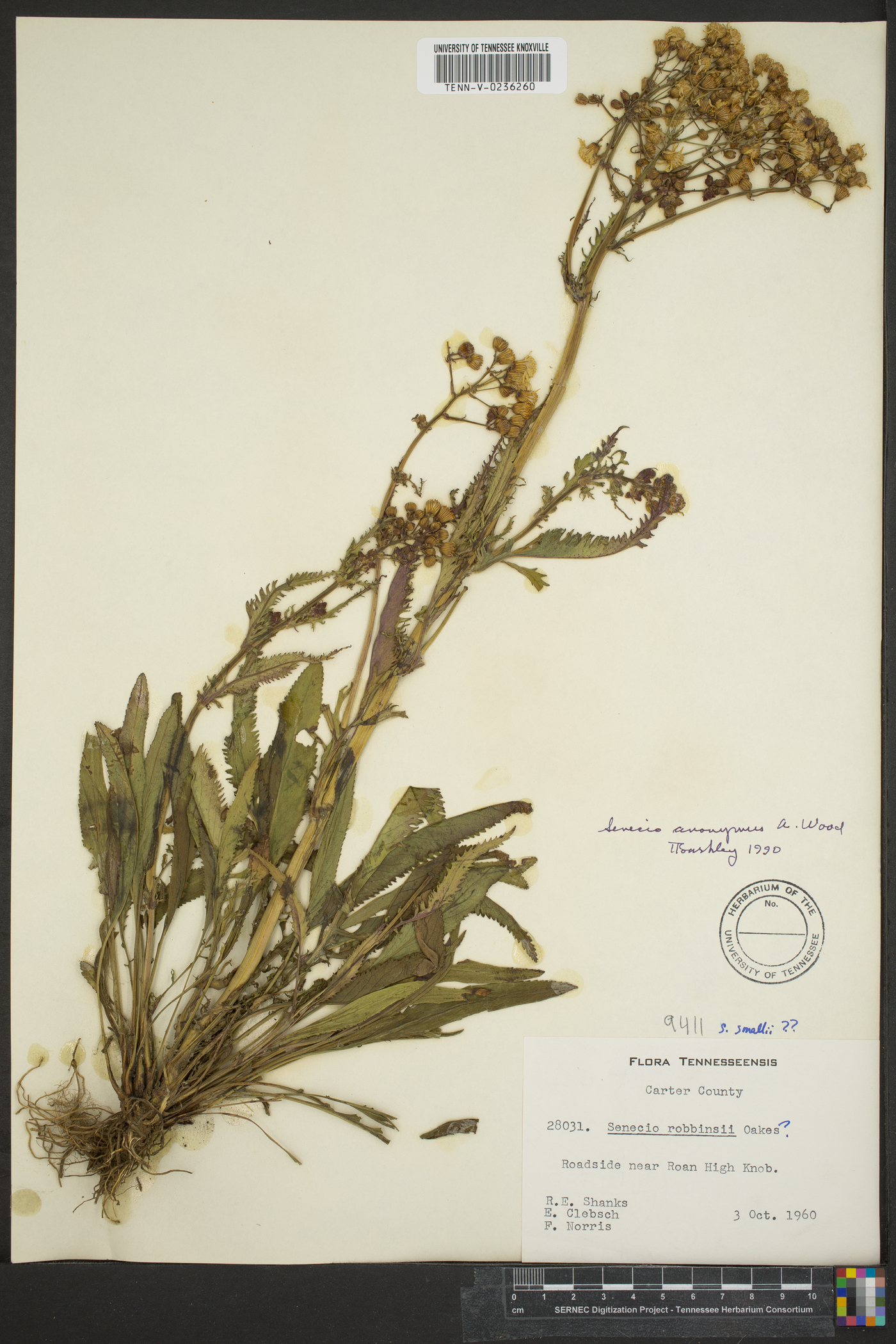 Senecio anonymus image