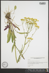 Senecio anonymus image