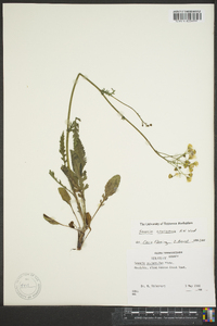 Senecio anonymus image