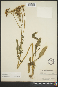 Senecio anonymus image