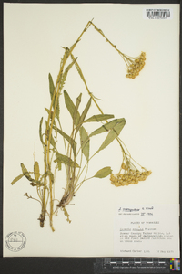 Senecio anonymus image