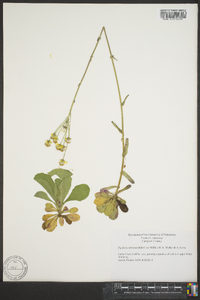 Packera obovata image