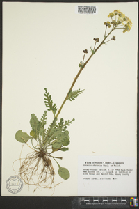 Packera obovata image