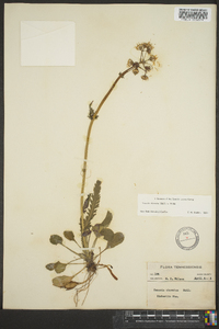 Packera obovata image