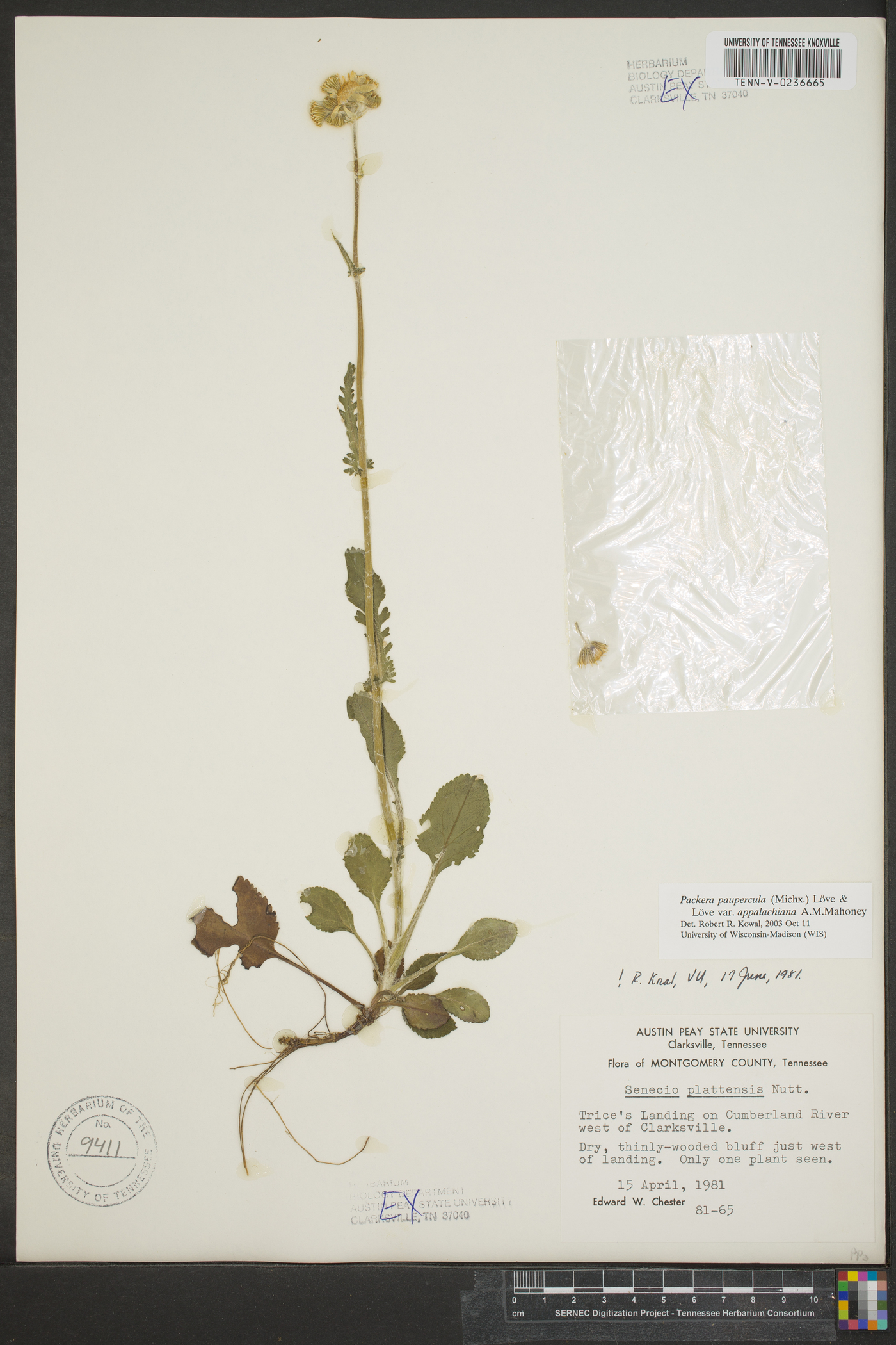 Packera plattensis image