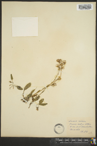 Senecio ampullaceus image