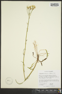 Senecio anonymus image