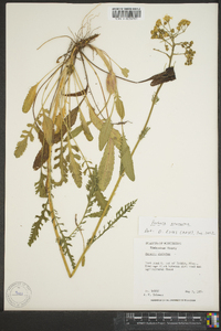 Senecio anonymus image