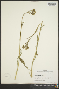 Senecio anonymus image