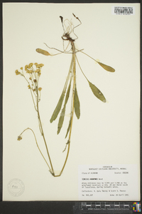 Senecio anonymus image