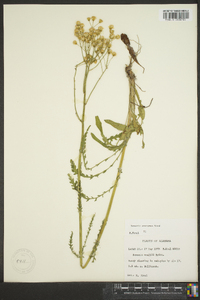 Senecio anonymus image