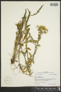 Senecio anonymus image