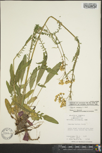 Senecio anonymus image