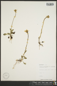 Senecio atropurpureus subsp. frigidus image