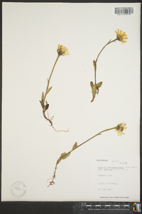 Senecio atropurpureus image