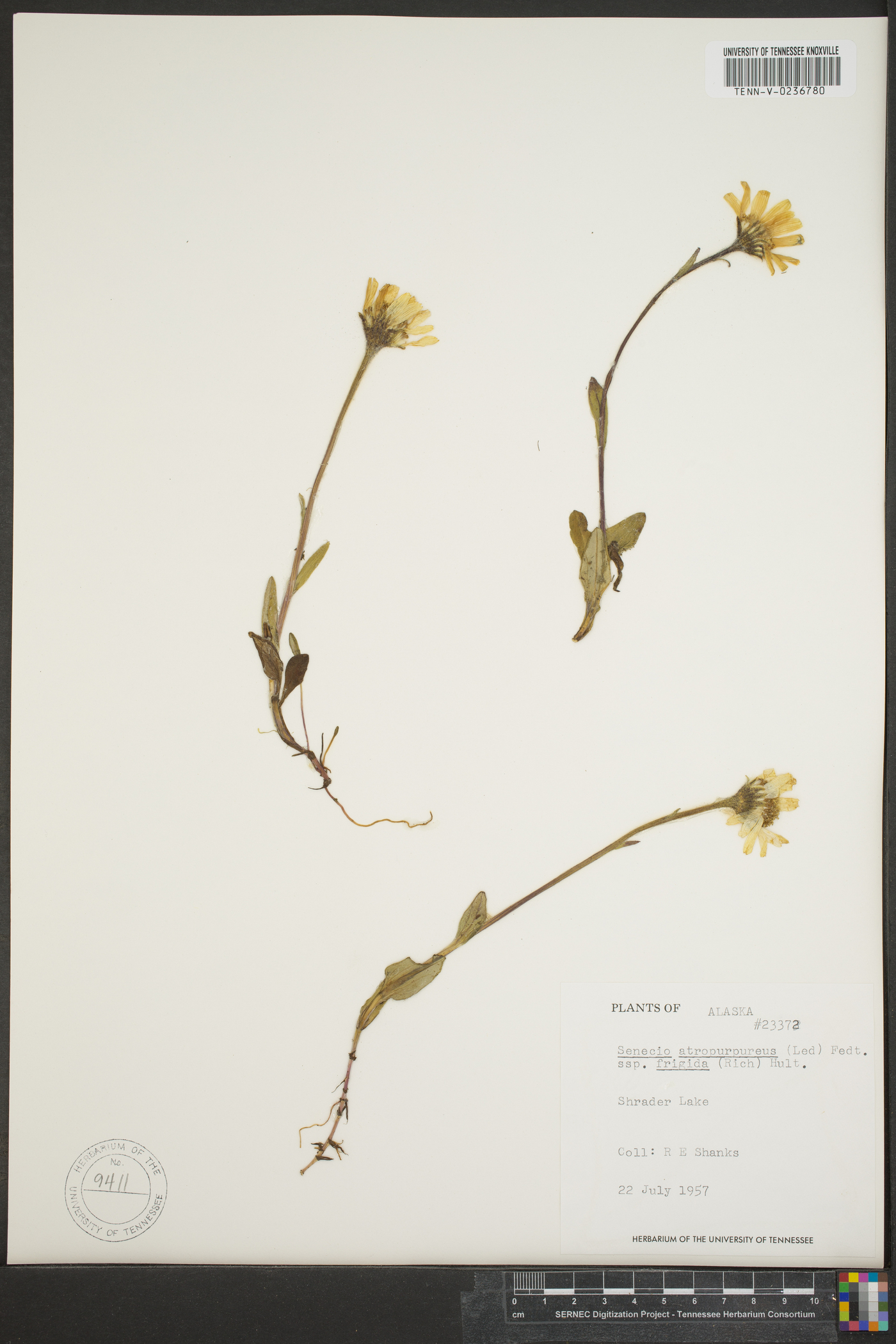 Senecio atropurpureus subsp. frigidus image