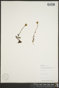 Senecio atropurpureus subsp. frigidus image