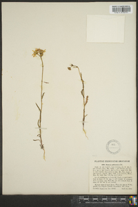 Senecio californicus image