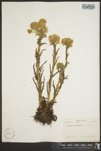 Senecio congestus image