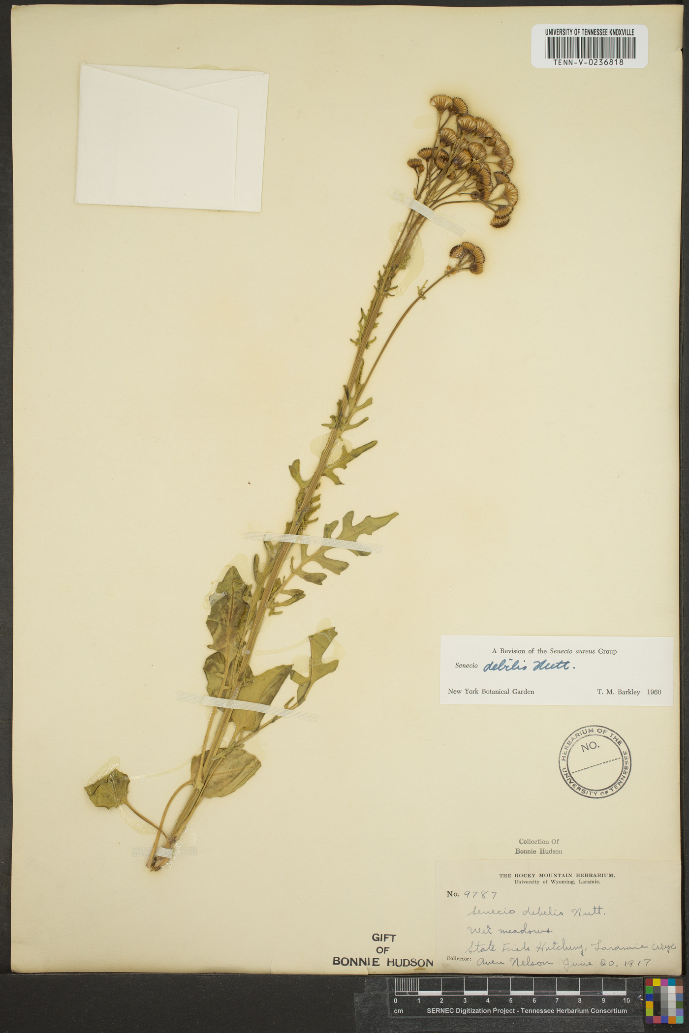 Senecio debilis image