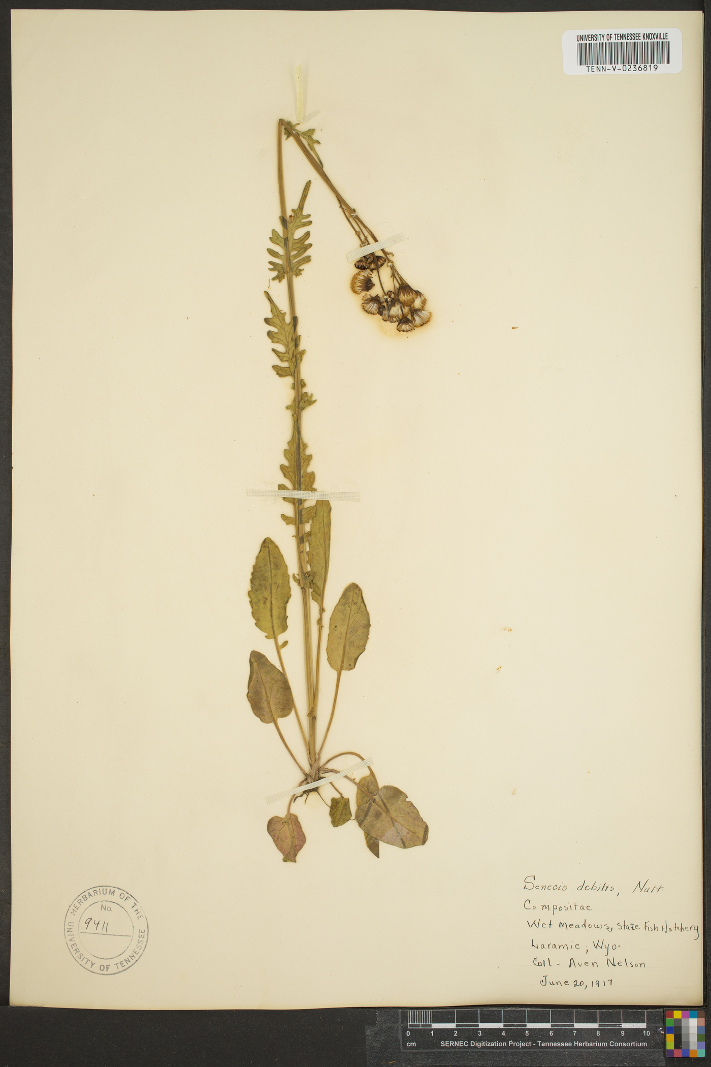 Senecio debilis image