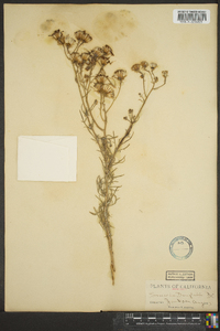 Senecio flaccidus image