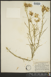 Senecio flaccidus image