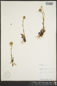 Senecio fuscatus image