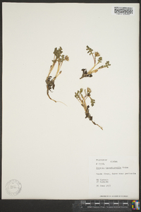 Packera hyperborealis image