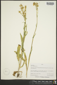 Senecio integerrimus image