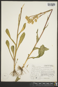 Senecio integerrimus image