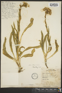 Senecio integerrimus image