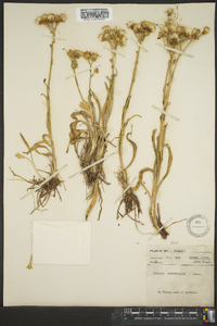 Senecio integerrimus image