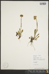 Senecio lugens image